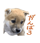 柴犬風太（個別スタンプ：35）
