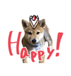 柴犬風太（個別スタンプ：36）