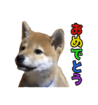 柴犬風太（個別スタンプ：37）