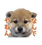 柴犬風太（個別スタンプ：38）