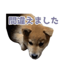 柴犬風太（個別スタンプ：39）