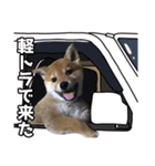 柴犬風太（個別スタンプ：40）
