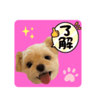 プリティーチワプー（個別スタンプ：6）