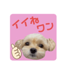 プリティーチワプー（個別スタンプ：7）