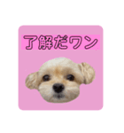 プリティーチワプー（個別スタンプ：8）