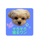 プリティーチワプー（個別スタンプ：11）