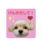 プリティーチワプー（個別スタンプ：12）