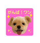 プリティーチワプー（個別スタンプ：13）