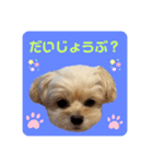 プリティーチワプー（個別スタンプ：14）