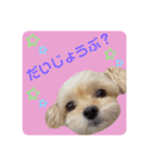 プリティーチワプー（個別スタンプ：15）