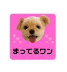 プリティーチワプー（個別スタンプ：16）