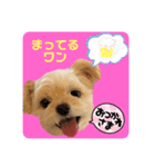 プリティーチワプー（個別スタンプ：17）