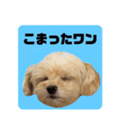 プリティーチワプー（個別スタンプ：18）