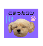プリティーチワプー（個別スタンプ：19）