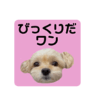 プリティーチワプー（個別スタンプ：24）
