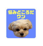 プリティーチワプー（個別スタンプ：25）