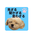 プリティーチワプー（個別スタンプ：26）