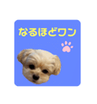 プリティーチワプー（個別スタンプ：28）