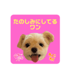 プリティーチワプー（個別スタンプ：30）