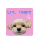 プリティーチワプー（個別スタンプ：34）