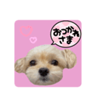 プリティーチワプー（個別スタンプ：35）