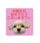プリティーチワプー（個別スタンプ：37）