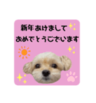 プリティーチワプー（個別スタンプ：38）