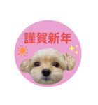 プリティーチワプー（個別スタンプ：39）