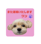 プリティーチワプー（個別スタンプ：40）