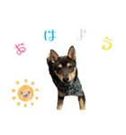 黒柴犬とろろの日常（個別スタンプ：1）