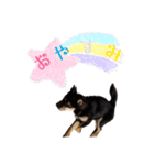 黒柴犬とろろの日常（個別スタンプ：2）