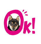 黒柴犬とろろの日常（個別スタンプ：3）