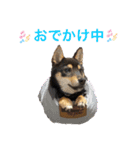 黒柴犬とろろの日常（個別スタンプ：5）