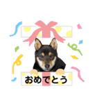 黒柴犬とろろの日常（個別スタンプ：6）
