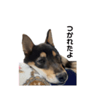 黒柴犬とろろの日常（個別スタンプ：7）