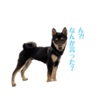 黒柴犬とろろの日常（個別スタンプ：8）