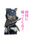 黒柴犬とろろの日常（個別スタンプ：9）