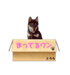 黒柴犬とろろの日常（個別スタンプ：10）