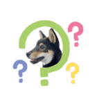 黒柴犬とろろの日常（個別スタンプ：11）