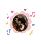 黒柴犬とろろの日常（個別スタンプ：13）