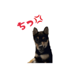 黒柴犬とろろの日常（個別スタンプ：16）