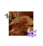 猫の日常の呟き（個別スタンプ：1）