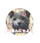 猫の日常の呟き（個別スタンプ：2）