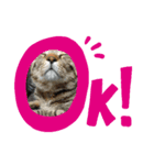 猫の日常の呟き（個別スタンプ：4）