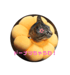 猫の日常の呟き（個別スタンプ：8）