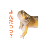 ヒョウモントカゲモドキのオムライス 3（個別スタンプ：1）