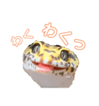 ヒョウモントカゲモドキのオムライス 3（個別スタンプ：3）