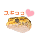 ヒョウモントカゲモドキのオムライス 3（個別スタンプ：4）