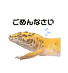 ヒョウモントカゲモドキのオムライス 3（個別スタンプ：9）