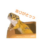 ヒョウモントカゲモドキのオムライス 3（個別スタンプ：11）
